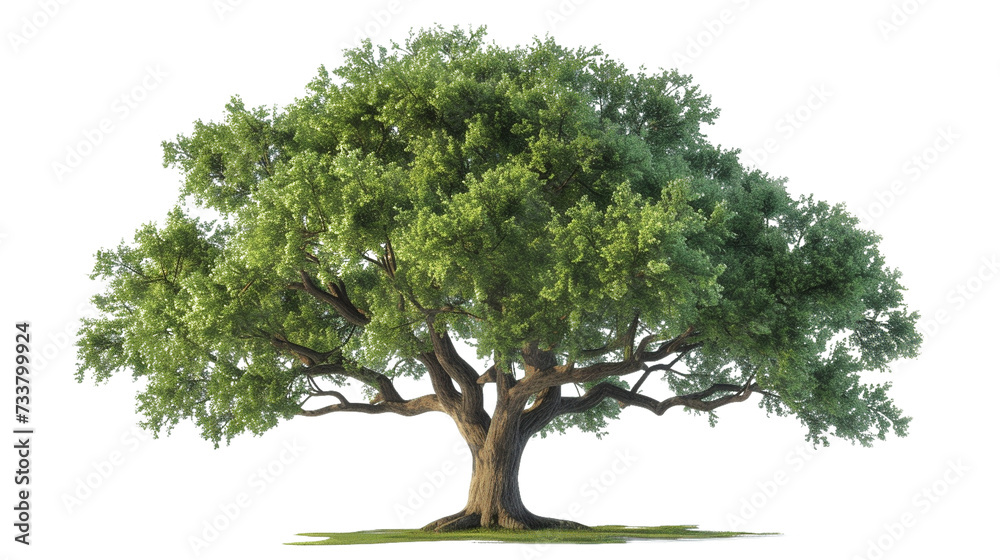 big green oak tree isolated on transparent background Stock Photo ...