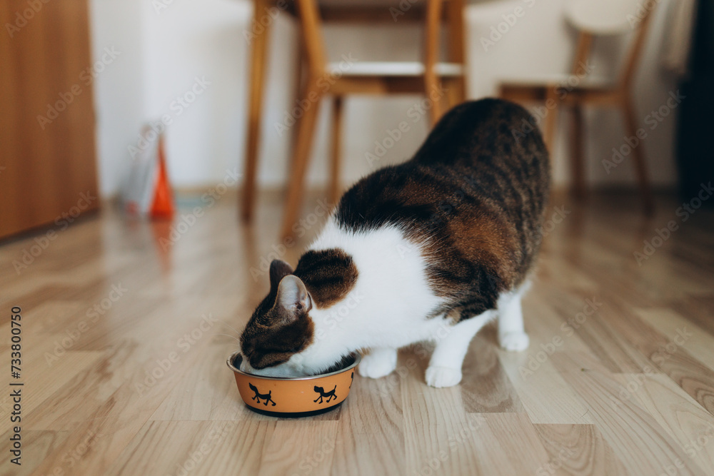 Beautiful feline cat eating on a metal dog bowl. Cute domestic animal. House comfort concept, indoor. Cope space.