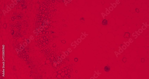 Cotton stem under a microscope with moving germs, microbes and bacteria. Infected view with a thriller red filter. Microscopic view of plant cells. Cotton under a scope. A plant stem extreme close up photo