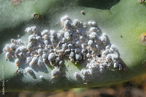 Cochineal (Dactylopius coccus) on the leaf of an Opunitie (Opuntia), Gran Canaria, Canary Islands, Spain. photo