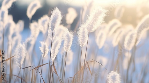 Beautiful fluffy stems at the meadow in winter season. Pampas grass on a smooth blurry and sun light in the morning bokeh background.