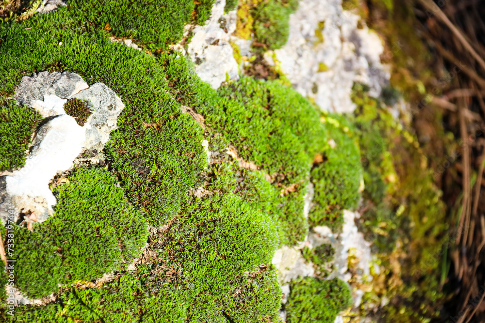 Fototapeta premium Sedum Acre texture on rock in Spain
