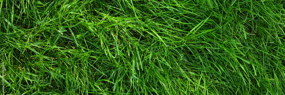 Fresh green grass as background outdoors, top view. Banner design Fresh green grass as background outdoors, top view. Banner design