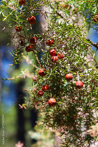 Juniperus Oxycedrus plant in the mountain photo