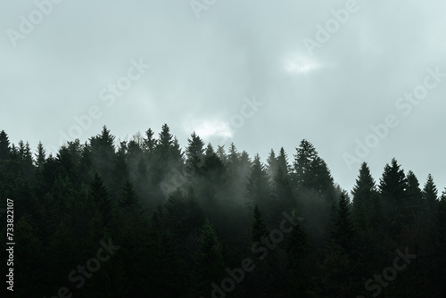 A treeline in the mist