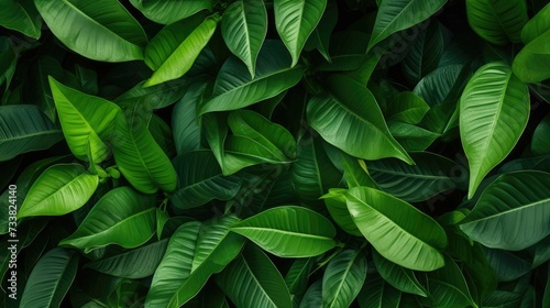 Sumptuous Dark Green Leaves Pattern © Classy designs