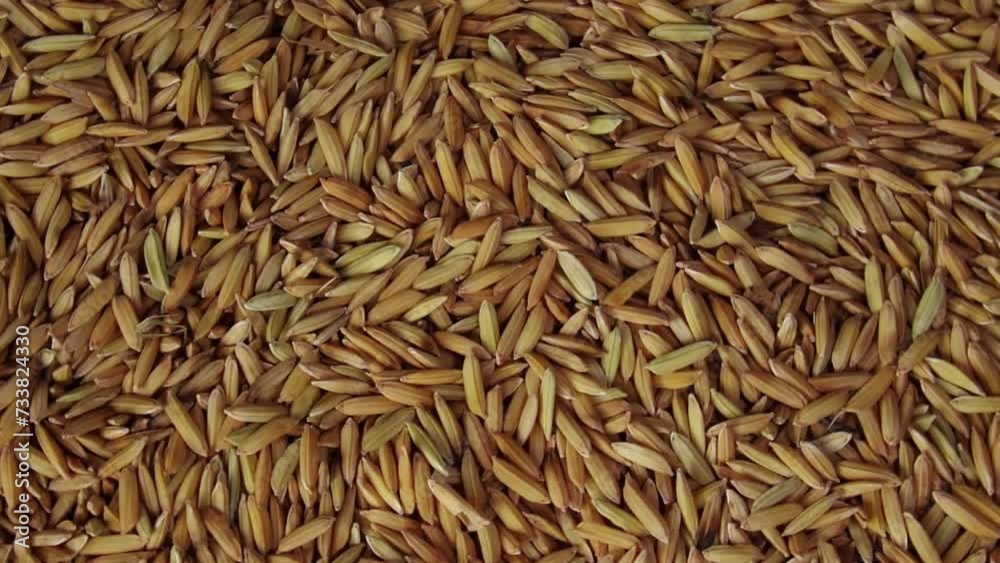 Rotating dry paddy seeds in slow motion. Top view of rice. Asian traditional food close up Rotating dry paddy seeds in slow motion. Top view of rice. Asian traditional food close up