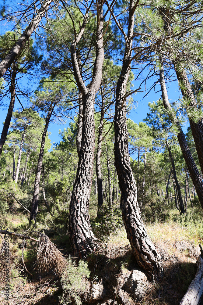 Pinus Nigra forest in Sierra de Cazorla y Segura