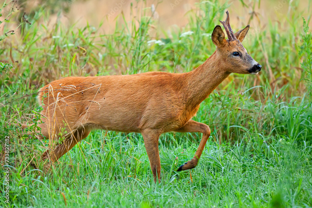 Obraz premium Buck deer in the forest