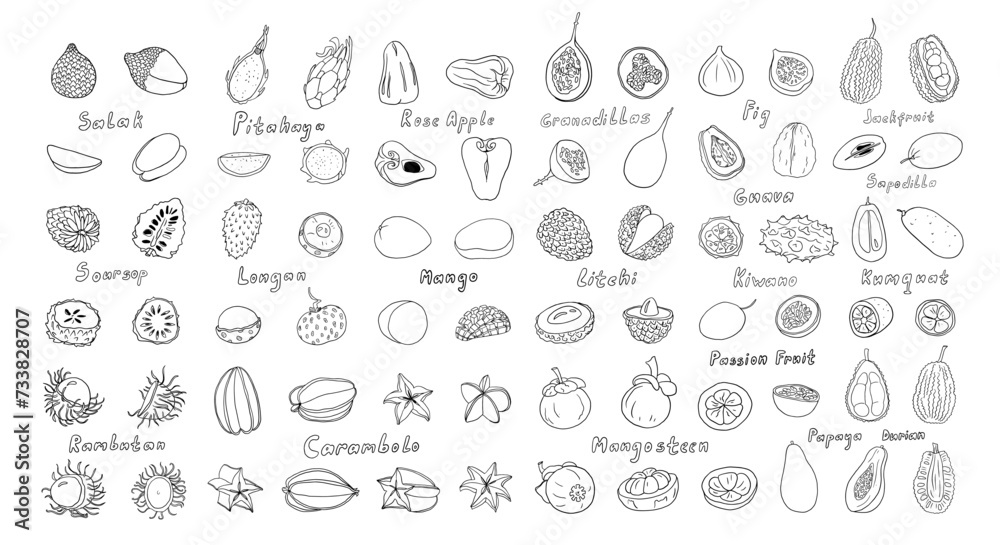 Big set of tropical and exotic fruits. Rambutan, longan, mangosteen, lychee, guava, granadillas, soursop, fig, durian, carambola, papaya, salak and other. Vector illustration. Hand drawn