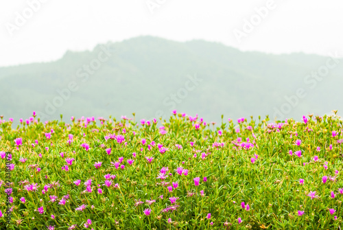 紀伊山地に咲く イワカガミ 山野草