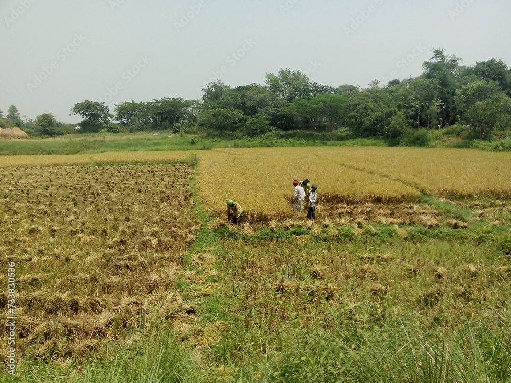 Obraz premium Farmers Harvesting Paddy in Paddy Field, The Picture of Harvesting a Rice Field, Beautiful Village Photography.