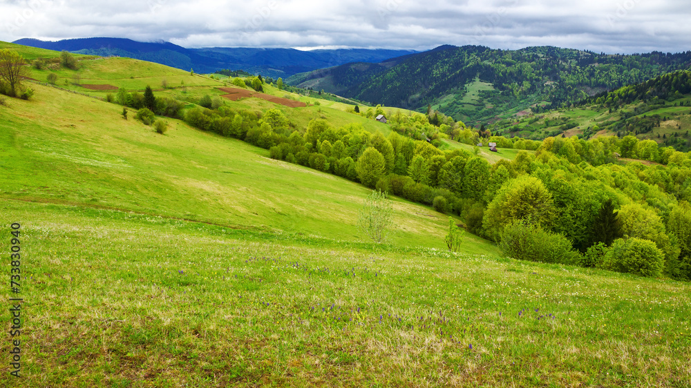 carpathian countryside scenery in spring. alpine landscape with grassy meadows and forested hills on an overcast day. mountainous rural area of transcarpathia, ukraine