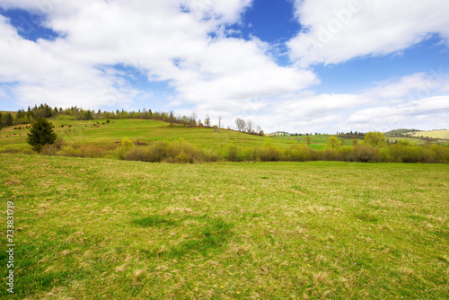 grassy meadow of the hilly rural landscape in spring. beautiful countryside scenery of transcarpathia region of ukraine beneath a blue sky with clouds