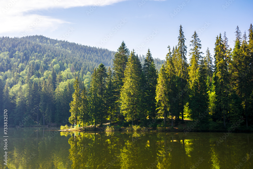coniferous forest on the shore reflecting in the water. alpine landscape with lake of synevyr national park in morning light. popular travel destination of ukrainian carpathians in summer - obrazy, fototapety, plakaty 