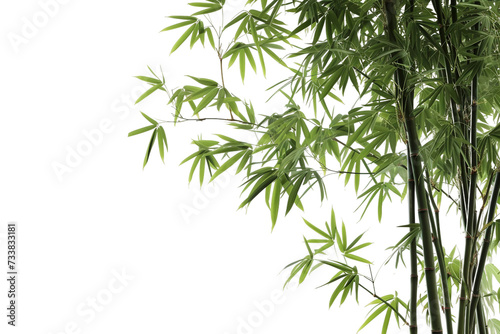 Zen Elegance Bamboo on Transparent Background  PNG  Generative  Ai