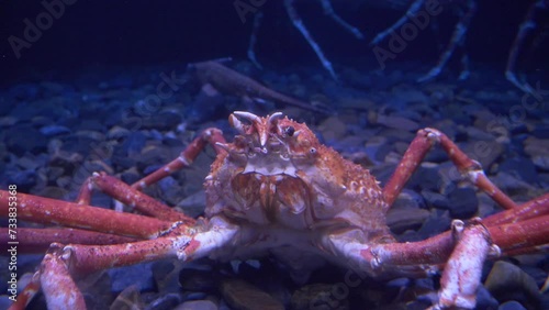 Giant Spider Crab - Macrocheira Kaempferi photo