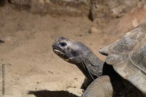 portrait of an old and large Tortoise head