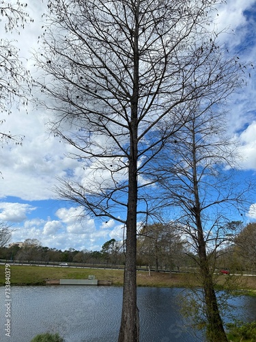 tree on the river