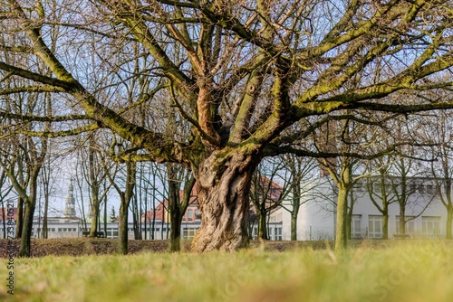 Duże stare drzewo na łące © FotoWave Dawid Nowak