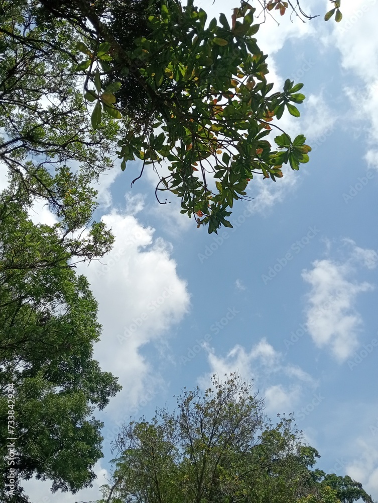 Fototapeta premium trees in the sky