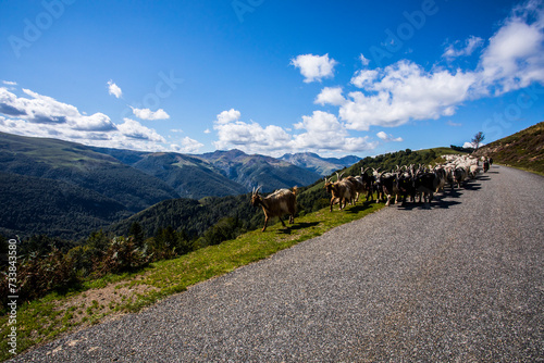 Summer landscape and sheeps in Anie peak, Navarra, Pyrenees, Spain photo