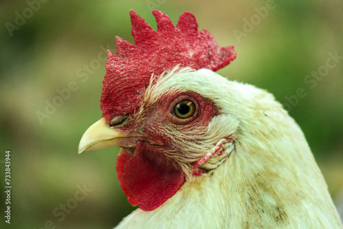 a bird of the order Galliformes that is kept for its eggs and flesh; a rooster or hen.