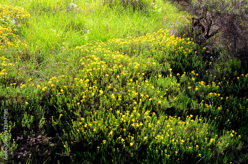 Fototapeta Naklejka Na Ścianę i Meble -  Spanish gorse bushes (Genista hispanica) in flower