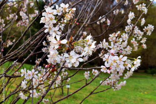 Detail of the flowers of Japanese cherry (Prunus serrulata). It is a species native to China, Korea, and Japan.