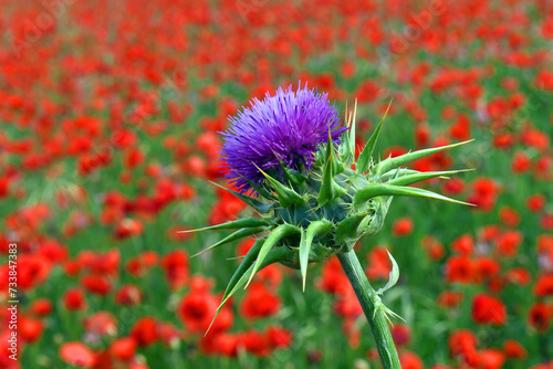 Flower of milk thistle (Silybum marianum), a well-known medicinal plant.