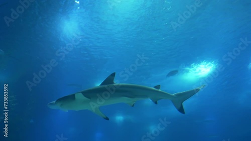 Wallpaper Mural Sharks And Stingray Swimming Together In The Ocean 4k Torontodigital.ca