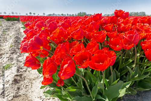 Rode tulpen in volle bloei bij de bollenkweker zijn een toeristische attractie en typisch Nederlands photo