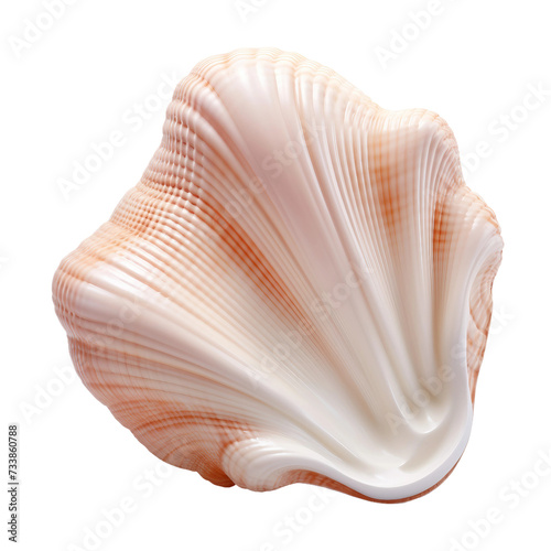 Sea Shell on a transparent background .