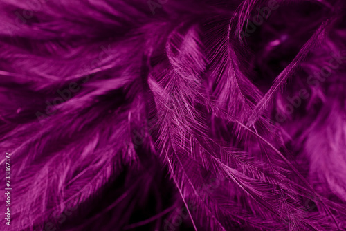 purple litle feather macro foto