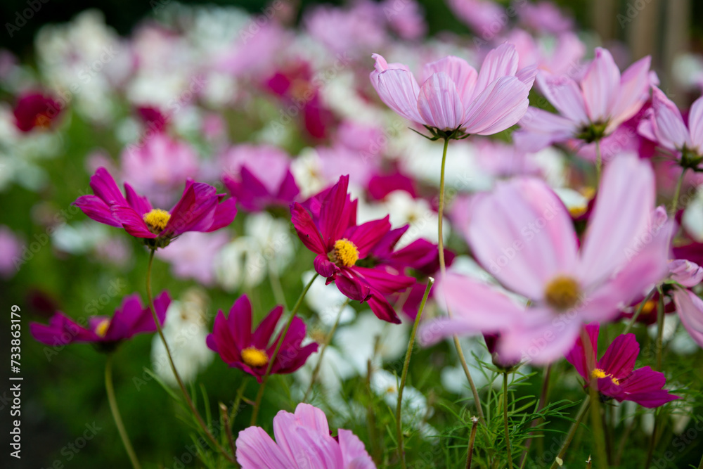 Purple and pink flower blossom field Purple and pink flower blossom field