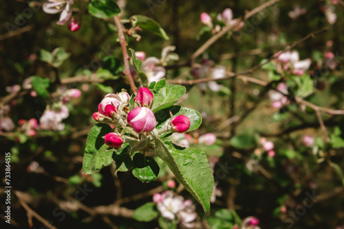 Apple tree buds of pink and white flowers on a branch in the spring. Blooming garden in springtime. Beauty in nature. Copy space. Plant cultivation. Orchard in bloom. May scenery