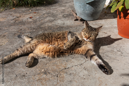 Sleepy cat under the sun, in an Andalusian patio