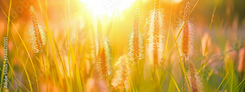 Beautiful flowers and sunlight