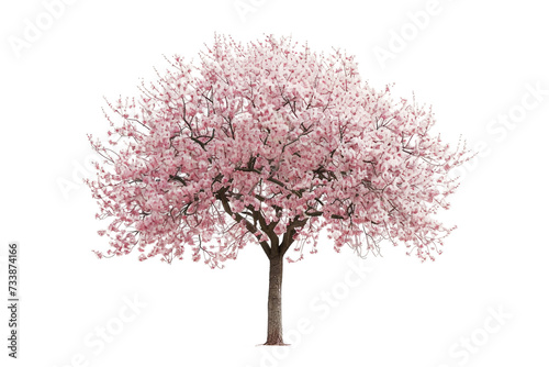 Cherry Haven on Transparent Background, PNG