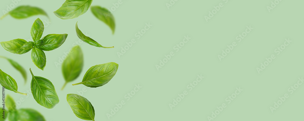 Fresh green organic basil leaves flying, isolated on green background. Creative food levitation, wide banner with copy space, header, backdrop for design. Ingredient, spice for cooking, healthy food.