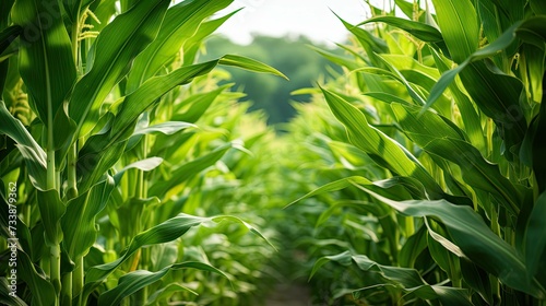 agriculture corn laurel