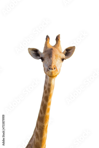 Close up of the head of female giraffe as it looks off into the distance with while isolated white background.