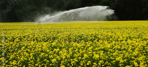 rapeseed field with irrigation,rapsfeld mit bewässerung
