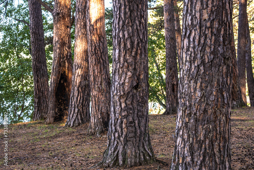 Pine trunks in the forest illuminated by the sun.
