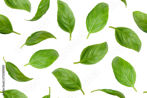 Fresh green organic basil leaves flying, isolated on white, transparent background. Creative food levitation, seamless pattern for design. Ingredient, spice for cooking, healthy food. © katyamaximenko