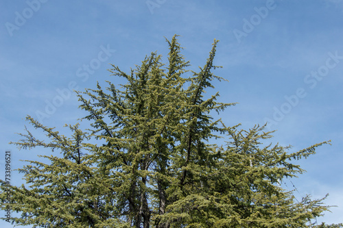 cedar tree silhouetted against a blue sky