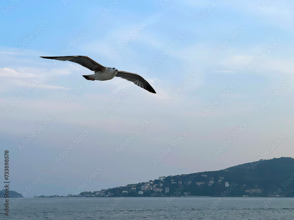 Seagull flying near the Princes' Islands at sunset, Turkey Seagull flying near the Princes' Islands at sunset, Turkey