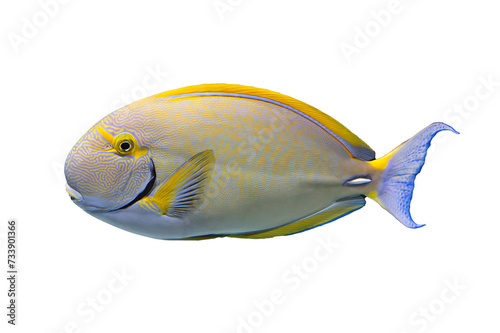 Tropical coral fish isolated on white background - Acanthurids (Surgeonfish) 