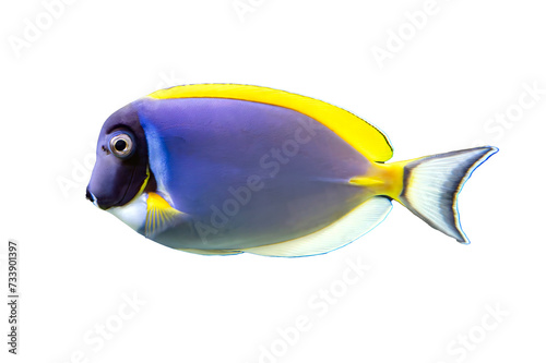 Tropical coral fish isolated on white background - Powder blue tang