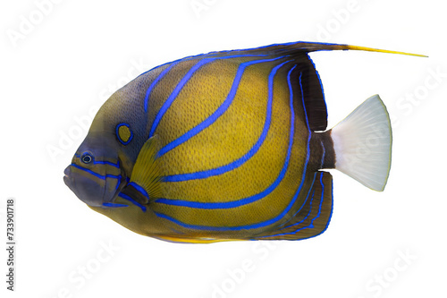 Tropical coral fish isolated on white background - Blue ringet angelfish